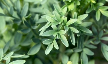 8 benefícios da arruda para a saúde e como usá-la